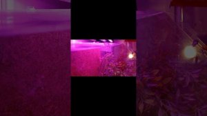 Жужик скалолаз