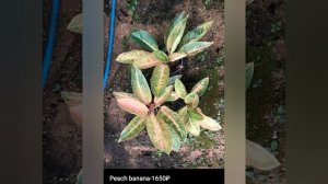 Аглаонемы до 2000₽. Совместная закупка Аглаонем 2026