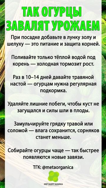 Сделай так — и огурцы завалят урожаем