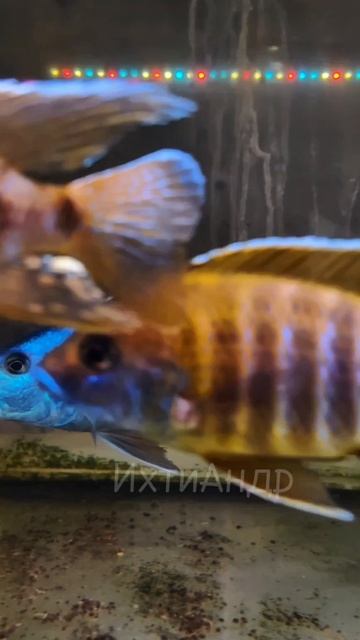 Малавийский ястреб (Aristochromis christyi)