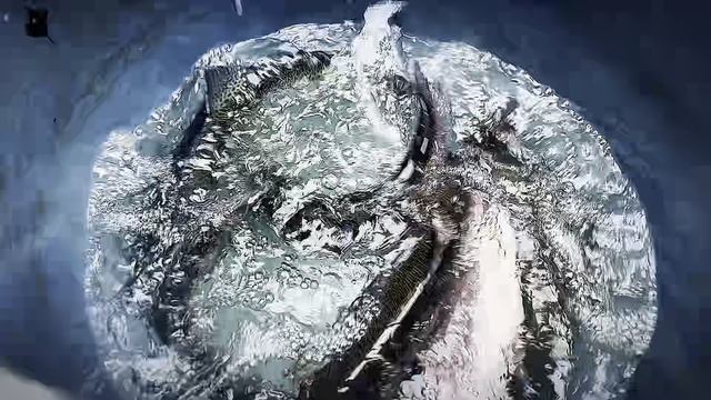 Привоз форели