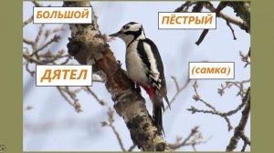 Большой пёстрый дятел (БПД) на тополе. Самка