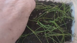 #карусельмоейжизни
Месяц по небу гуляет. 🌛🌜
Про вкусняшку и растишку. 😋🧅😄