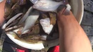 Ловушка на тропе!Вода убыла, а Морская рыба вся осталась лежать в сетке!