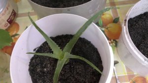 Алоэ  и его возраст в  рецептах народной медицины. ♾ Дилемма (aloe).