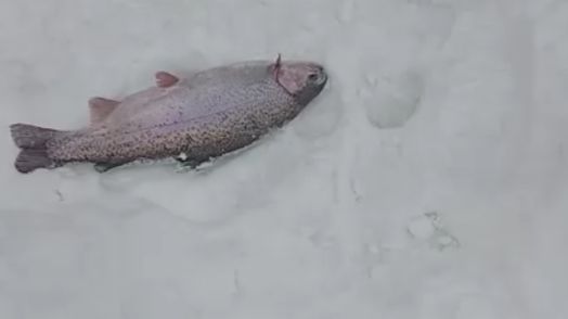 Дневные поимки форели. Спорт-зона. Клёвое место Лосиный остров. смотреть онлайн