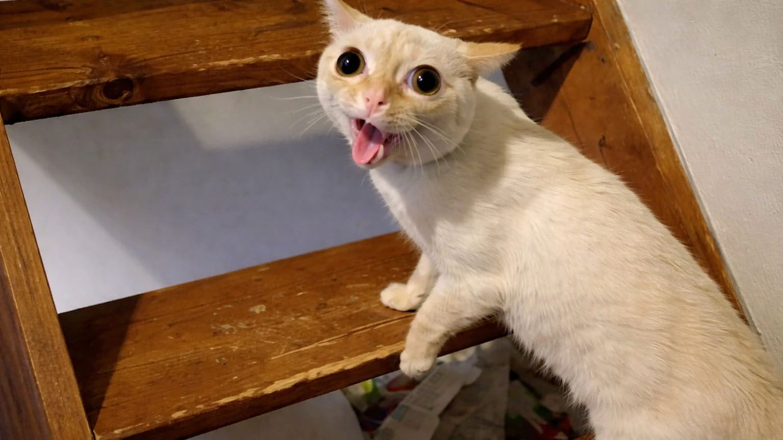 Смех до слёз: лучшие приколы №242 смотреть онлайн