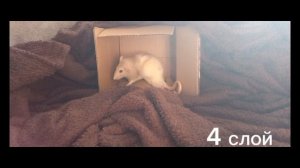 габби «веля» и лмс 007н7 «Ити» и габби «веля»