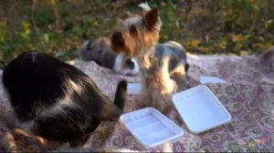 ОГРОМНЫЙ ГРИБ! КОТ МАЛЫШ и КОШЕЧКА МУРКА и ПИКНИК в ЛЕСУ! 24 ЧАСА ЧЕЛЛЕНДЖ ОБЫЧНАЯ ЕДА против ЛЕСНОЙ