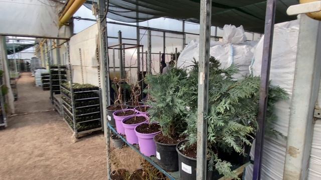 Питомник Лаванда 20.02.2026