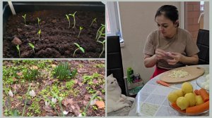 323 ВЕСНА ПРИШЛА. РАССАДА НЕ ВСХОДИТ. ПЕКУ ВАФЛИ И ГОТОВЛЮ ОЛИВЬЕ. Жизнь на юге.