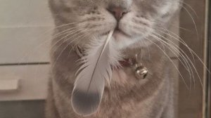 Магия?🔥или паштет?😋😂