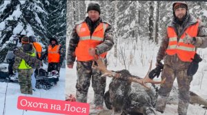 Загонная Охота на лося.
