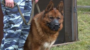 Как обучают служебных собак кинологи Ставрополья