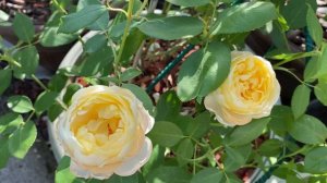 Практические советы для выращивания роз в кашпо.