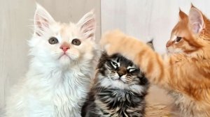 Мейн кун 2,5 месяца