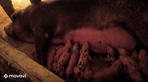 № 8 Февральские опоросы