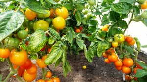 Ультраранние помидоры Помидоры — Ola Polka – Оля Полька