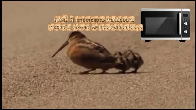 Рил: Я стесняюсь танцевать я ждущий пока подогреется еда