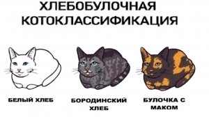 Лютые приколы. Про булкокотов