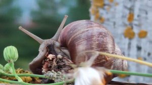 Н.Павлова - "Чьи башмачки"