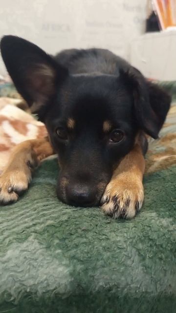 Альфа #alfatima #альфатима #shorts #шортс #милота #cutedogs #dogslife #собачка #puppylove #dogshorts