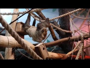 Малышке Бусинке скучно одной, но она бегает по вольеру, а любопытный ленивец проверил будку 16.02.26