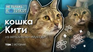 Кити из ветклиники / «Не только котики»
