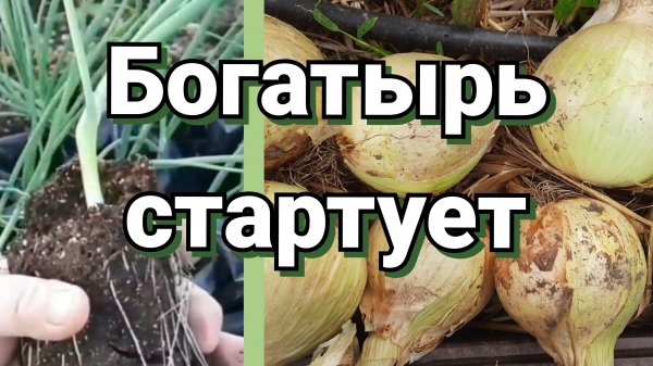 Посев лука Эксибишен. Я одна так делаю?