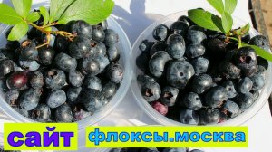 ТОП-5 СОРТОВ ГОЛУБИКИ. Часть 1: ЭЛИЗАБЕТ-ягодное лето