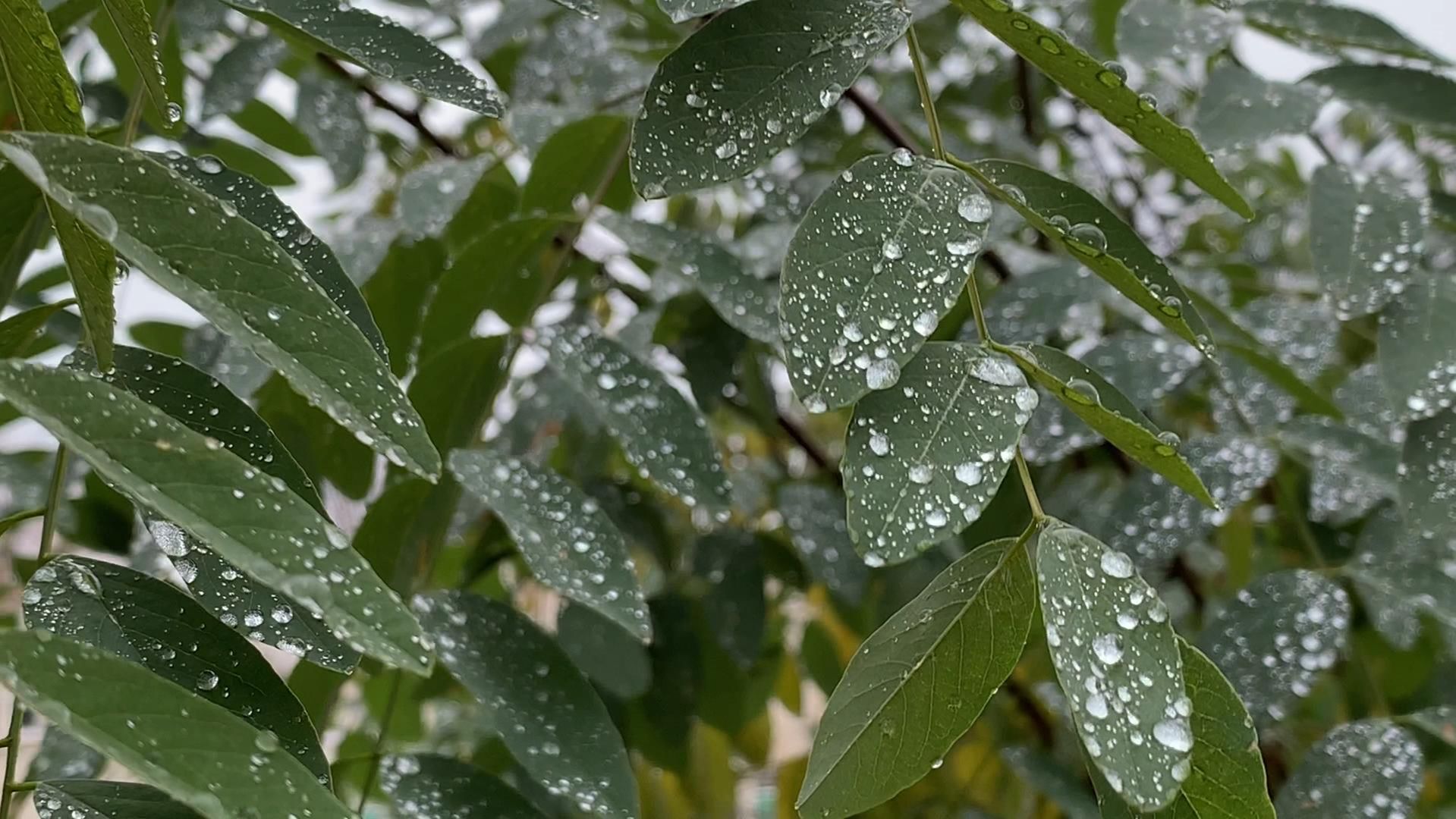 Шёпот дождя 🎧 МУЗЫКА 🎵.Музыка и текст 🎶 мои, исполнение сгенерировано нейросетью .