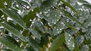 Шёпот дождя 🎧 МУЗЫКА 🎵