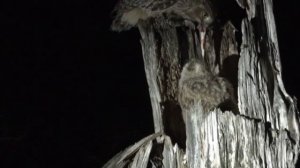 Рыбный филин