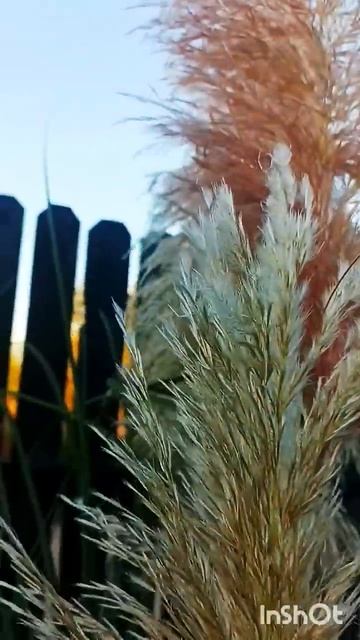Кортадерия окрасилась#южныйсад#корадерия#садна4сотках#удачныйсад#осеннийсад#злаки лаки