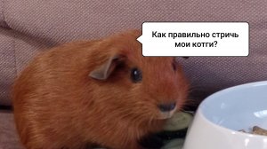 КАК ПРАВИЛЬНО СТРИЧЬ КОГТИ морской свинке?(извините, VLOGа не будет)/ Морская Свинка Орешек