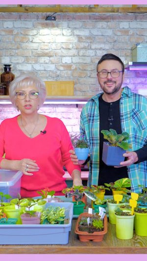 Когда сестра комсомольский активист