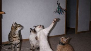 Смех до слёз: лучшие приколы №243