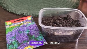 Посейте цветок с ароматом ванили! Выращиваем гелиотроп!