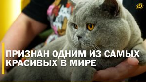 Как живет САМЫЙ КРАСИВЫЙ кот Беларуси: объему косметички ЧЕМПИОНА МИРА позавидуют даже профессионалы