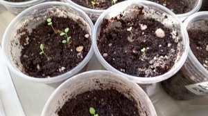 ОБЗОР РАССАДЫ.