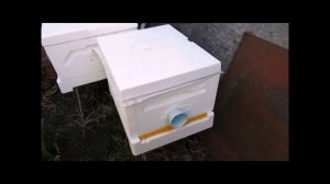 деревянный улей или ППС , что лучше для весеннего развития пчел ( видео из архива )