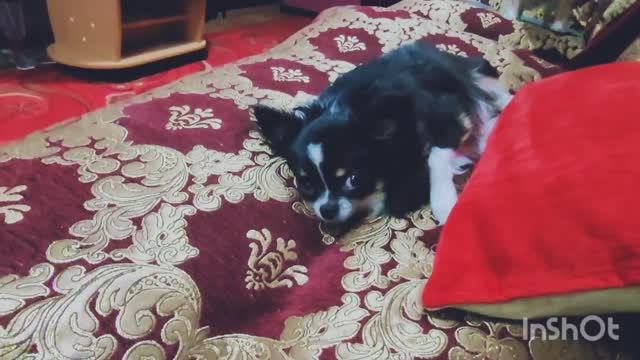 День рождения/мамочка моя🙏(архив) смотреть онлайн