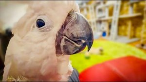 У Жоры кажется начался БРАЧНЫЙ ПЕРИОД, но Кира пока не отвечает ему взаимностью)))