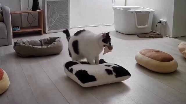 ВНИМАНИЕ! Маленькая коровка мнёт лапками подушки, держа в зубах свою любимую мягкую игрушку. Спас…