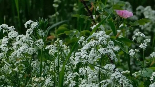 Ahmad Zahir. Eshqe man baa tu bud/Аҳмад Зоҳир. Ишқи ман бо ту буд (Archive cassete version)