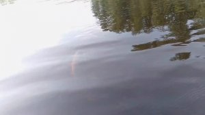 Голавлиная рыбалка 👍😃