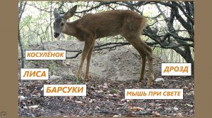 Барсуки, лиса, косуленок, певчий дрозд, мышь при свете. 27.08-01.09.25