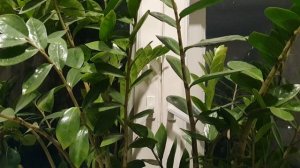 Не сберегли...