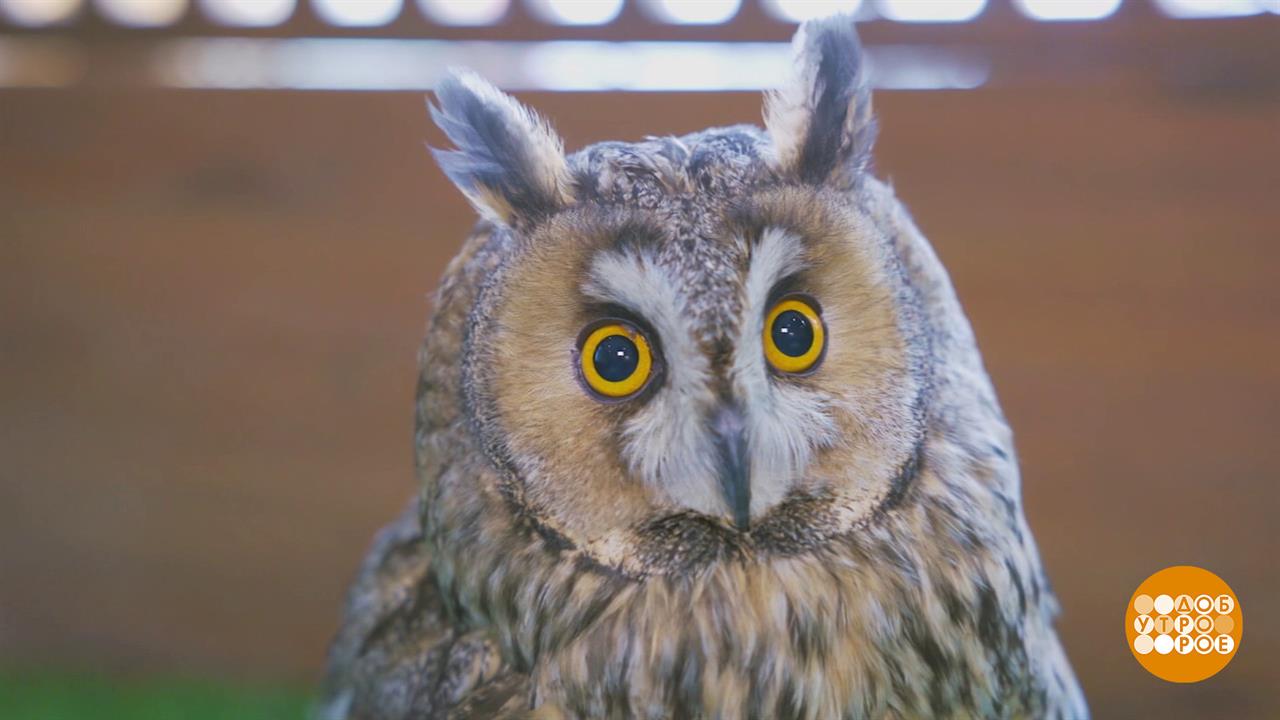 Сова, ты что, самая умная? Доброе утро. Фрагмент выпуска от 20.02.2026 смотреть онлайн