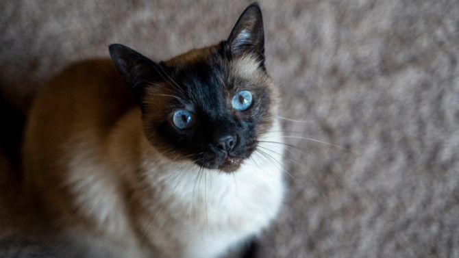 Сиамская кошка